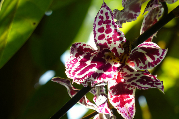 Amy Weiss -- <em>Backlit Orchid</em>
