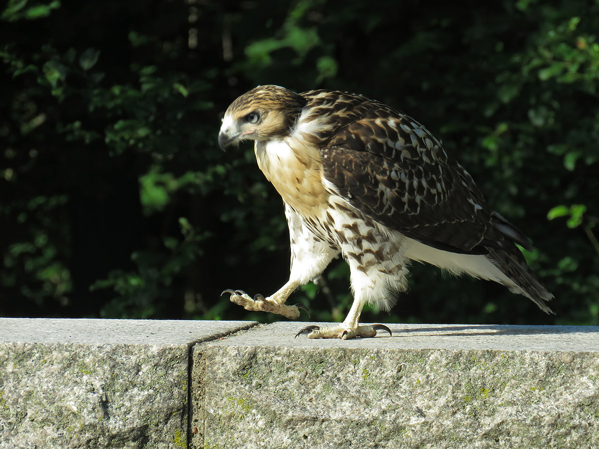 baby hawk