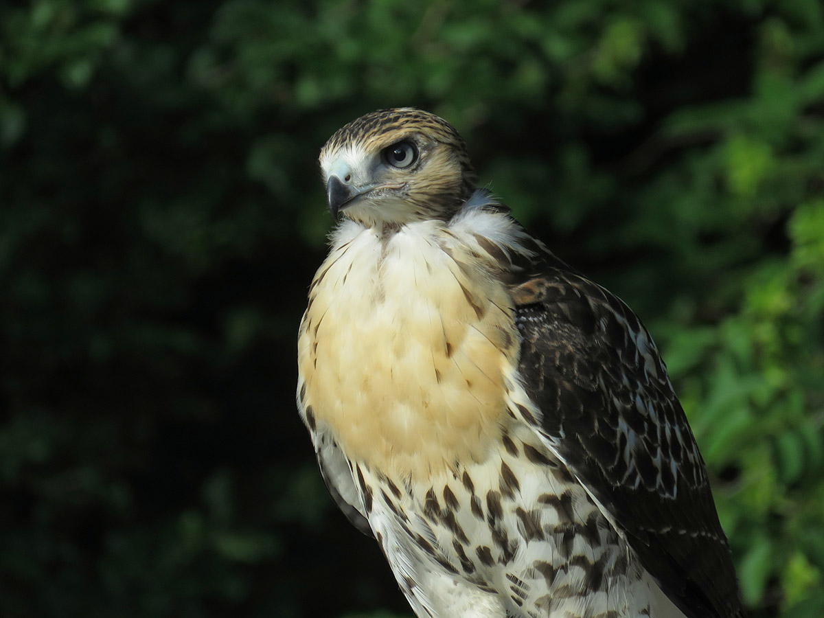 New Baby Hawks Fledge in the Garden - Plant Talk