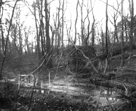 nybg-stream-01-25-2012-4