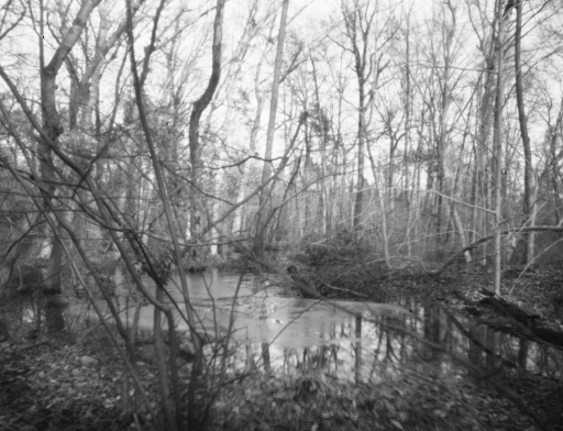 nybg-stream-01-25-2012-6