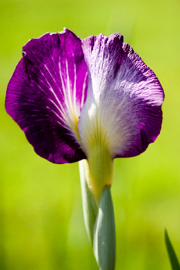 'Dirigo Red Rocket'