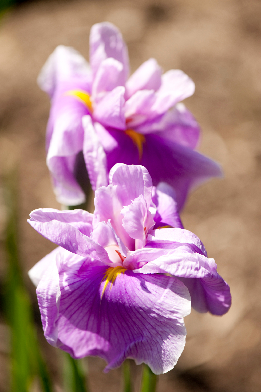 'Satozakura'