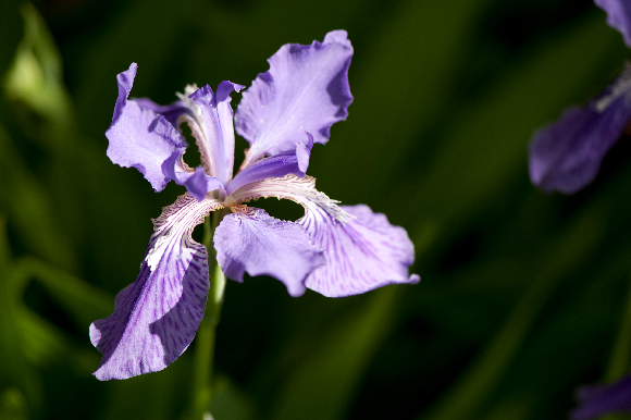 Iris tectorum