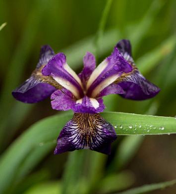'Mysterious Monique'