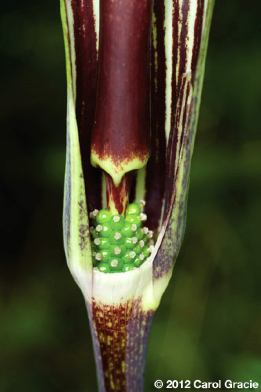 fig-3-arisaema_triphyllum_female