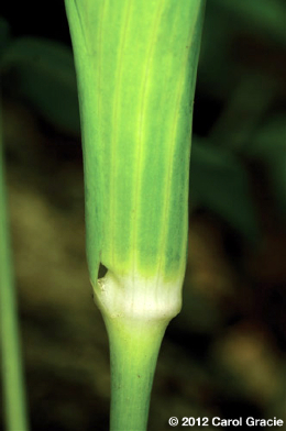 fig-4-arisaema_triphyllum_male_gap