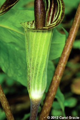 fig-5-arisaema_triphyllum_female_nogap