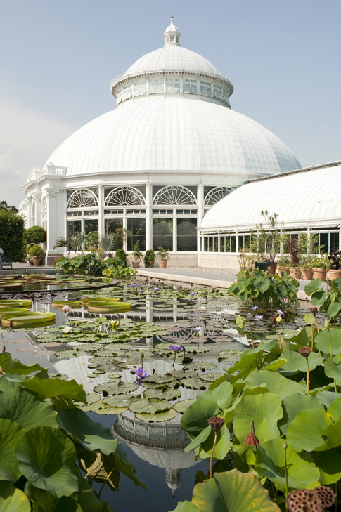 The Waterlily and Lotus Pools in the Enid A. Haupt Conservatory Courtyard