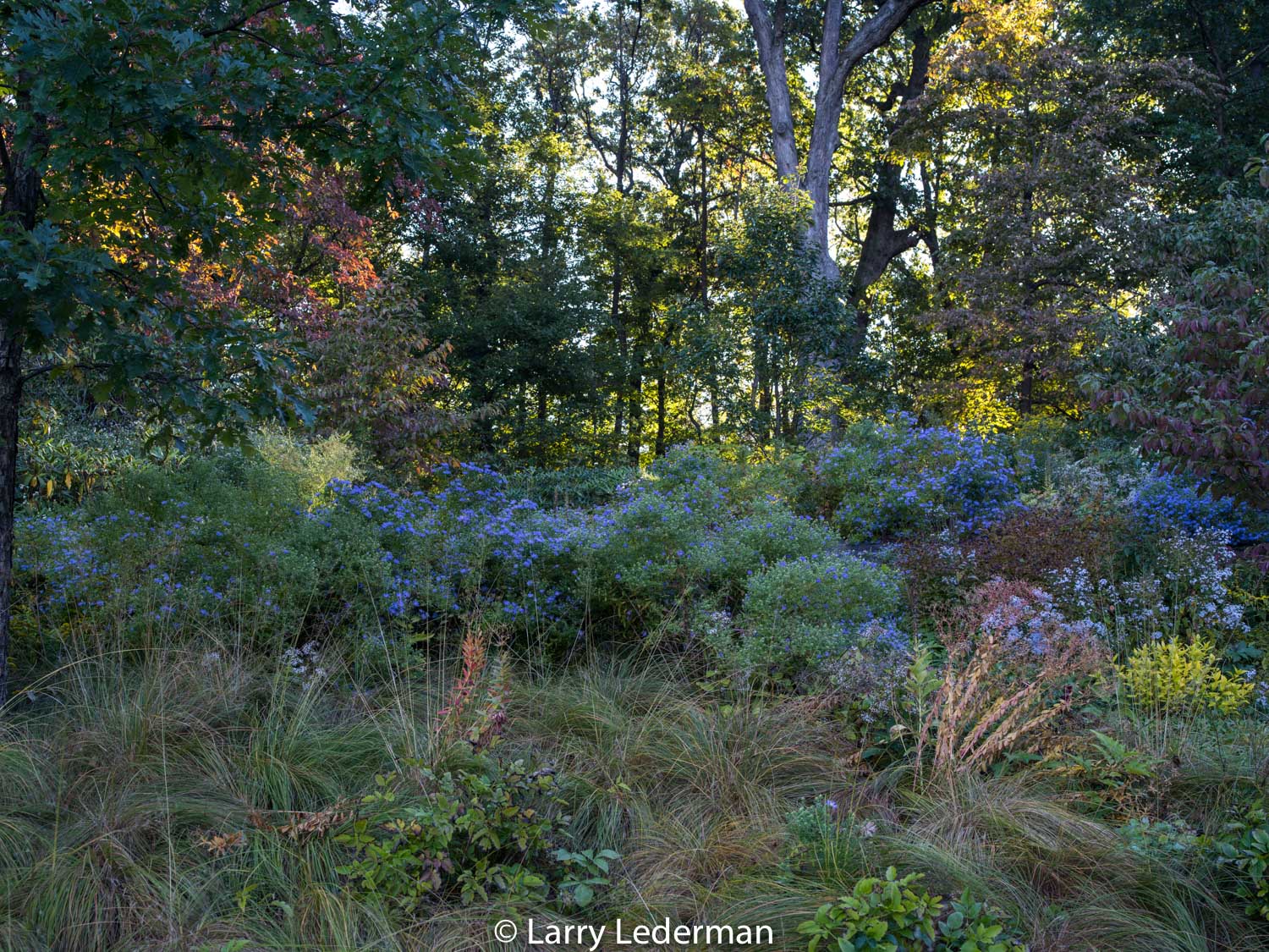 Native Plant Garden