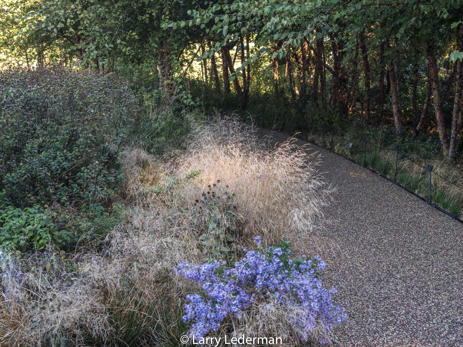 Native Plant Garden