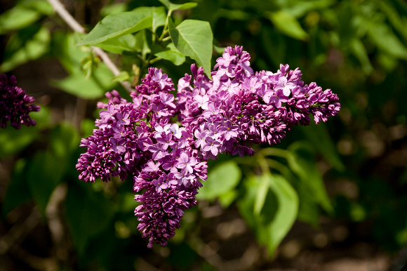 Lilacs Aplenty - Plant Talk