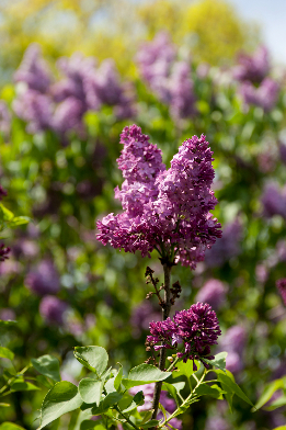 lilacs-3