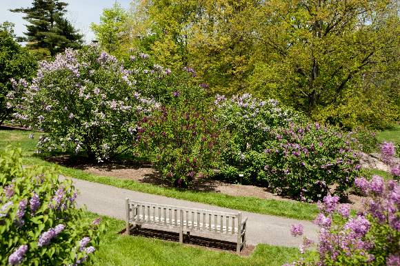 lilacs-4