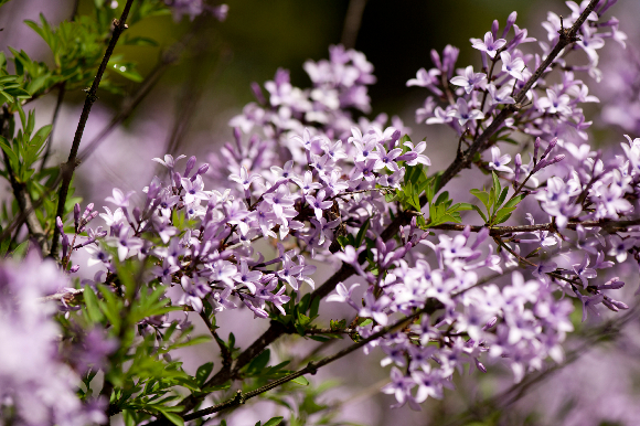 lilacs-6