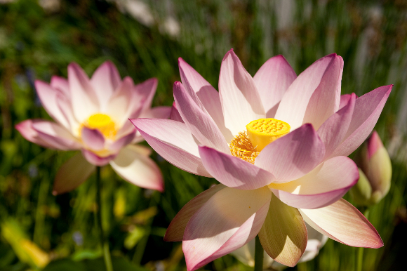 nelumbo-1