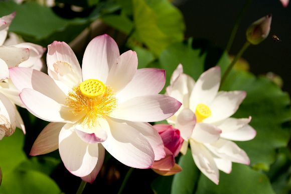nelumbo-2