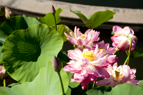 nelumbo-3