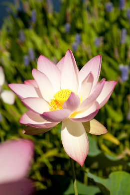 nelumbo-6