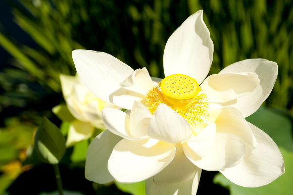 nelumbo-maggie-belle-slocum-03