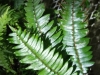 Ferns have vascular tissue which means they can get larger and can grow in dryer habitats, but still can’t make seeds.