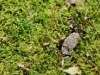 Mosses have no vascular tissue and are small, produce spores, and must grown in moist habitats.