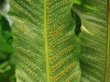 Ferns produce spores on the undersides of their leaves.