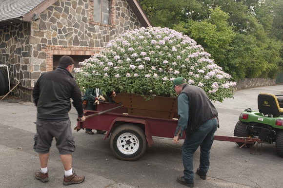 The ozukuri is picked up from the Nolen Greenhouses and placed on a wagon.