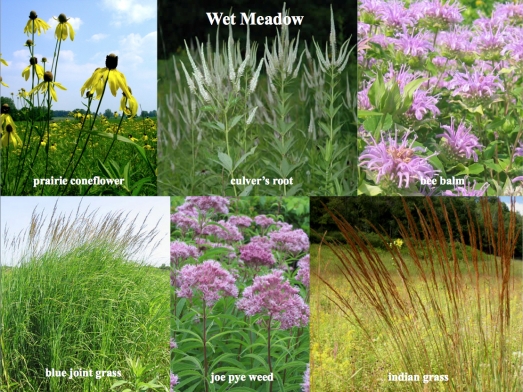 A sampling of plants in the wet meadow includes bold, upright Culver’s root, Joe Pye weed, and tall grasses.