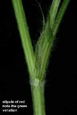 show3trifoliumpratensemori27560_stipule