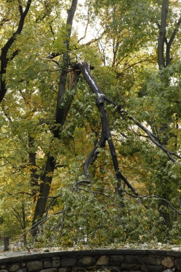 The heavy and unexpected snow on Saturday caused extensive damage to our tree collections.