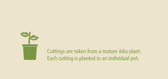 cuttings
