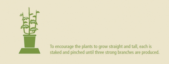 staked
