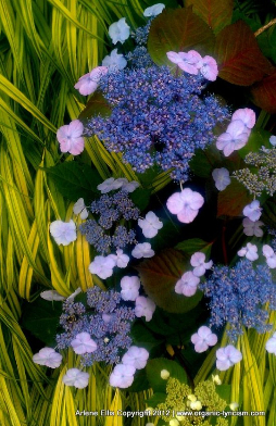 I fell in love with so many flowers during my NYBG visit. Some were begging to be turned into textile designs.