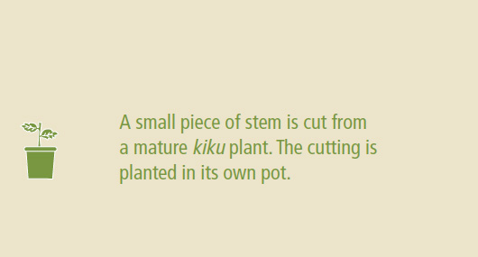 stem