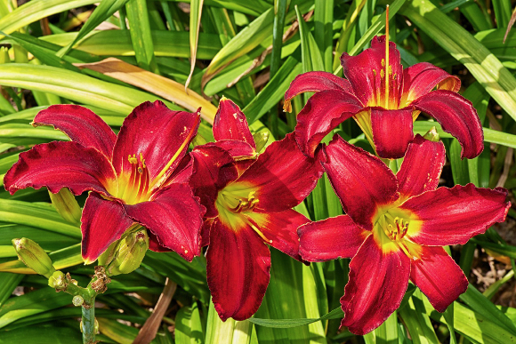 daylily