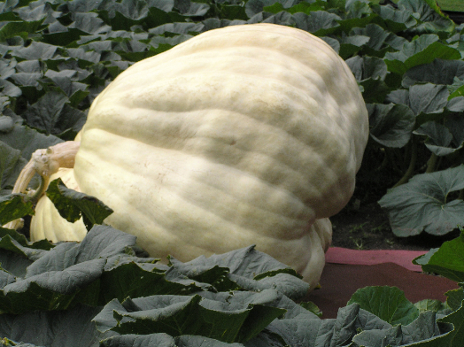 pumpkin-1