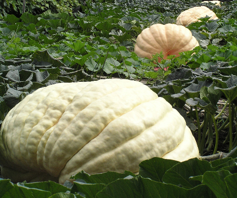 pumpkin-3