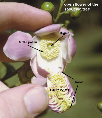 wlecypisonopenflowernee-2