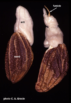 wlecythispisonisseedaril_5