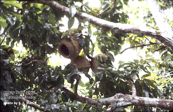 wopenlecythisfruits-in-tree_6