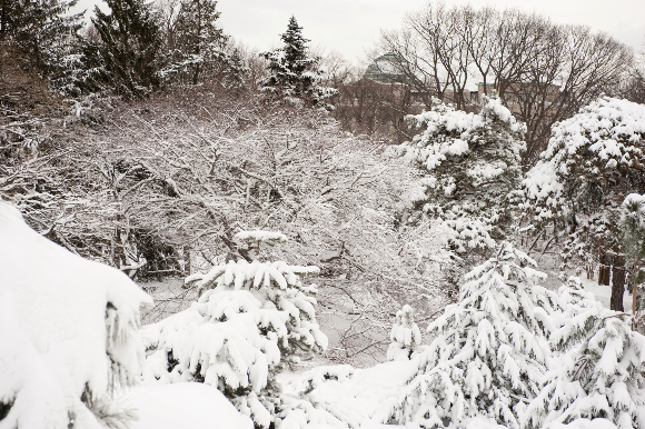 snow-11