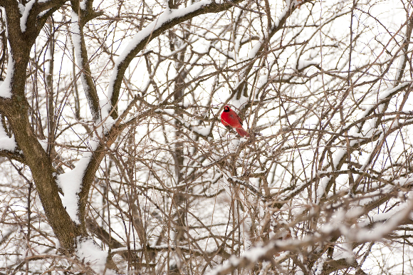 snow-12