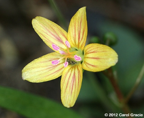 cg-4-claytonia_virginica_f_lutea