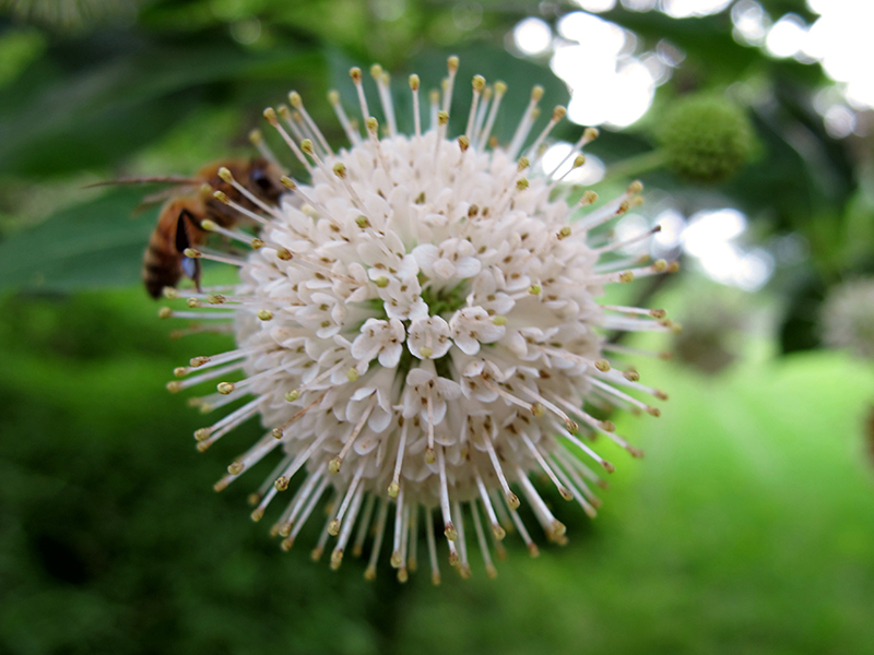Flower of buttonbush (<em>Cephalanthus occidentalis</em>)