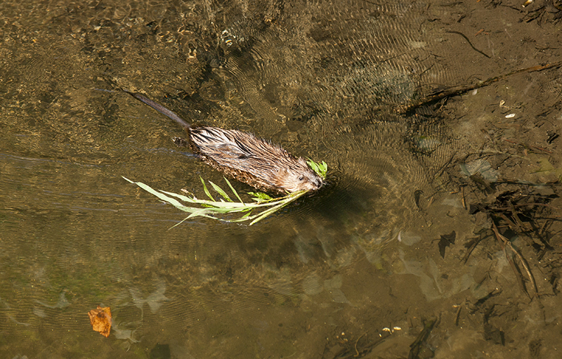 Muskrat