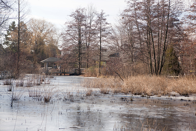 Wetlands