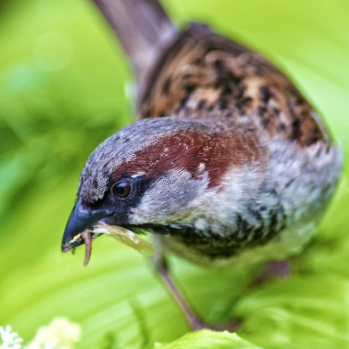 House Sparrow