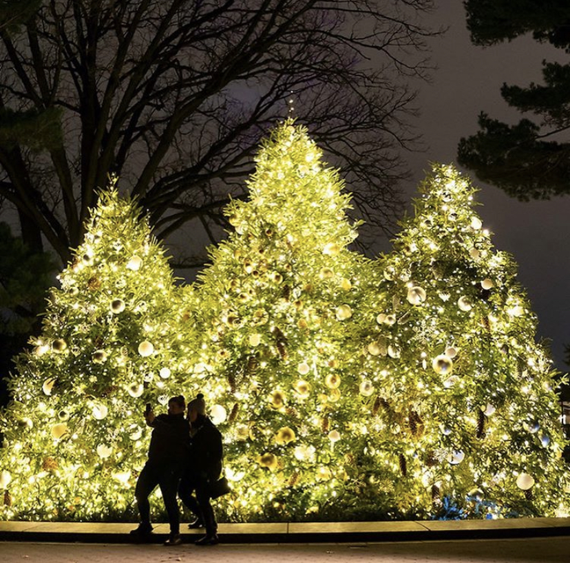 a-twinkling-holiday-lighting-ceremony-plant-talk