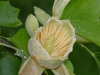 Tuliptree Blossom with Fruit